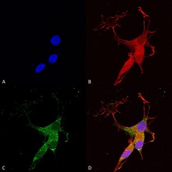 Invitrogen VGLUT3 Monoclonal Antibody (N34/34), APC 100 &mu;g; APC:Antibodies,