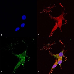Invitrogen VGLUT3 Monoclonal Antibody (N34/34), PerCP 100 &mu;g; PerCP:Antibodies,