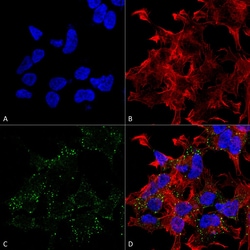 Invitrogen VGLUT3 Monoclonal Antibody (N34/34), PE 100 &mu;g; PE:Antibodies,