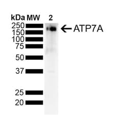 Invitrogen ATP7A Monoclonal Antibody (L60/4), PE 100 &mu;g; PE:Antibodies,