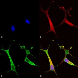Invitrogen ATP7B Monoclonal Antibody (L62/29), APC 100 &mu;g; APC:Antibodies,