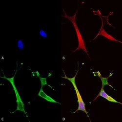 Invitrogen ATP7B Monoclonal Antibody (L62/29), FITC 100 &mu;g; FITC:Antibodies,