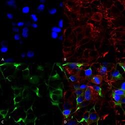 Invitrogen SLC38A1 Monoclonal Antibody (N104/32), PE 100 &mu;g; PE:Antibodies,