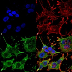 Invitrogen SLC38A1 Monoclonal Antibody (N104/32), PE 100 &mu;g; PE:Antibodies,