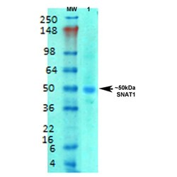 Invitrogen SLC38A1 Monoclonal Antibody (N104/32), PE 100 &mu;g; PE:Antibodies,