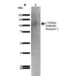 Invitrogen GABBR2 Monoclonal Antibody (N81/2), FITC 100 &mu;g; FITC:Antibodies,