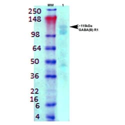Invitrogen GABBR1 Monoclonal Antibody (N93A/49), FITC 100 &mu;g; FITC:Antibodies,
