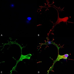 Invitrogen GABBR1 Monoclonal Antibody (N93A/49), PE 100 &mu;g; PE:Antibodies,
