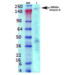 Invitrogen Ankyrin G Monoclonal Antibody (N106/20), APC 100 &mu;g; APC:Antibodies,