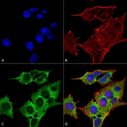 Invitrogen EAAC1 Monoclonal Antibody (N180/41), APC 100 &mu;g; APC:Antibodies,
