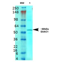 Invitrogen EAAC1 Monoclonal Antibody (N180/41), FITC 100 &mu;g | Buy Online | Invitrogen&trade; | Fisher Scientific