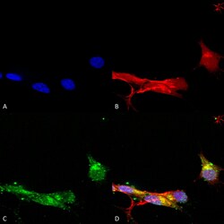 Invitrogen mGluR1/mGluR5 Monoclonal Antibody (N75/33), APC 100 &mu;g | Buy Online | Invitrogen&trade; | Fisher Scientific