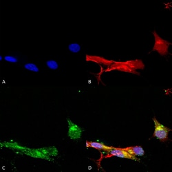 Invitrogen mGluR1/mGluR5 Monoclonal Antibody (N75/33), FITC 100 &mu;g;