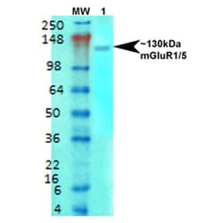 Invitrogen mGluR1/mGluR5 Monoclonal Antibody (N75/33), PE 100 &mu;g; PE:Antibodies,