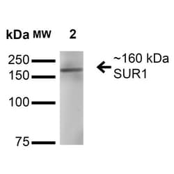 Invitrogen SUR1 Monoclonal Antibody (N289/16), FITC 100 &mu;g; FITC:Antibodies,