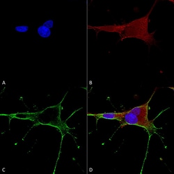 Invitrogen NMDAR1 Monoclonal Antibody (N308/48), APC 100 &mu;g; APC:Antibodies,