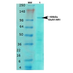 Invitrogen NMDAR1 Monoclonal Antibody (N308/48), APC 100 &mu;g; APC:Antibodies,