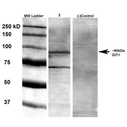 Invitrogen GIT1 Monoclonal Antibody (N39B/8), APC 100 &mu;g; APC:Antibodies,