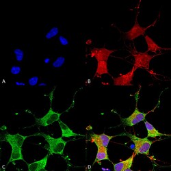 Invitrogen GIT1 Monoclonal Antibody (N39B/8), FITC 100 &mu;g; FITC:Antibodies,