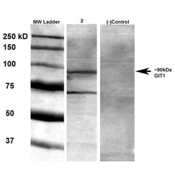 Invitrogen GIT1 Monoclonal Antibody (N39B/8), PerCP 100 &mu;g; PerCP:Antibodies,