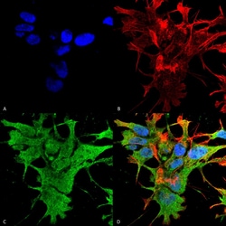 Invitrogen Dicer Monoclonal Antibody (N167/7), APC 100 &mu;g; APC:Antibodies,