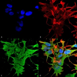 Invitrogen Dicer Monoclonal Antibody (N167/7), PerCP 100 &mu;g; PerCP:Antibodies,