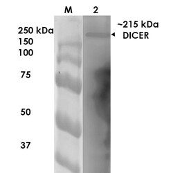 Invitrogen Dicer Monoclonal Antibody (N167/7), PE 100 &mu;g; PE:Antibodies,