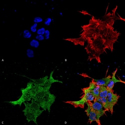 Invitrogen NALCN Monoclonal Antibody (N187/7), APC 100 &mu;g; APC:Antibodies,