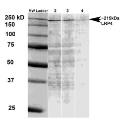 Invitrogen LRP4 Monoclonal Antibody (N207/27), PerCP 100 &mu;g | Buy Online | Invitrogen&trade; | Fisher Scientific