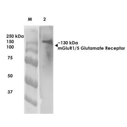 Invitrogen mGluR1/mGluR5 Monoclonal Antibody (N75/3), APC 100 &mu;g | Buy Online | Invitrogen&trade; | Fisher Scientific