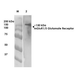 Invitrogen mGluR1/mGluR5 Monoclonal Antibody (N75/3), PerCP 100 &mu;g;