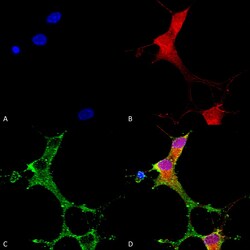 Invitrogen mGluR1/mGluR5 Monoclonal Antibody (N75/3), PE 100 &mu;g; PE:Antibodies,
