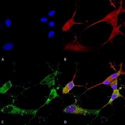 Invitrogen CACNG2/4/8 Monoclonal Antibody (N245/36), APC 100 &mu;g; APC:Anticorps,