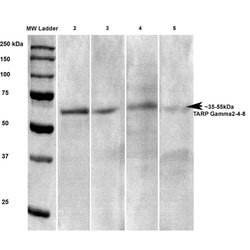 Invitrogen CACNG2/4/8 Monoclonal Antibody (N245/36), APC 100 &mu;g; APC:Anticorps,