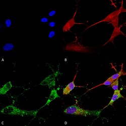 Invitrogen CACNG2/4/8 Monoclonal Antibody (N245/36), FITC 100 &mu;g; FITC:Antibodies,