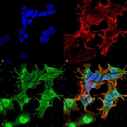 Invitrogen CACNG2/4/8 Monoclonal Antibody (N245/36), PE 100 &mu;g; PE:Antibodies,