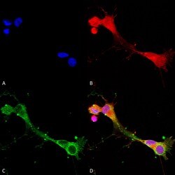 Invitrogen ASIC1 Monoclonal Antibody (N271/44), APC 100 &mu;g; APC:Antibodies,