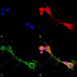 Invitrogen ASIC1 Monoclonal Antibody (N271/44), FITC 100 &mu;g; FITC:Antibodies,