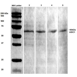 Invitrogen ASIC1 Monoclonal Antibody (N271/44), FITC 100 &mu;g; FITC:Antibodies,