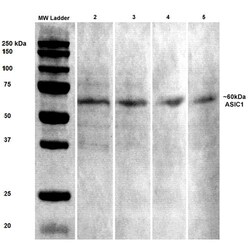 Invitrogen ASIC1 Monoclonal Antibody (N271/44), PE 100 &mu;g; PE:Antibodies,