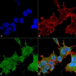 Invitrogen Brevican Monoclonal Antibody (N294A/6), PerCP 100 &mu;g; PerCP:Antibodies,