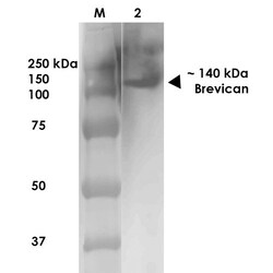 Invitrogen Brevican Monoclonal Antibody (N294A/6), PE 100 &mu;g; PE:Antibodies,