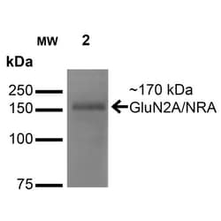 Invitrogen NMDAR2A Monoclonal Antibody (N327/95), PE 100 &mu;g; PE:Antibodies,