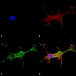 Invitrogen NOTCH1 Monoclonal Antibody (N253/32), FITC 100 &mu;g | Buy Online | Invitrogen&trade; | Fisher Scientific