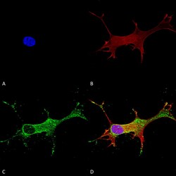 Invitrogen NOTCH1 Monoclonal Antibody (N253/32), PerCP 100 &mu;g; PerCP:Antibodies,