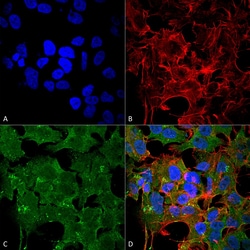 Invitrogen NMDAR2A Monoclonal Antibody (N327A/38), FITC 100 &mu;g; FITC:Antibodies,