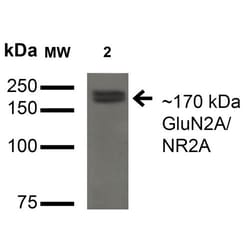 Invitrogen NMDAR2A Monoclonal Antibody (N327A/38), PerCP 100 &mu;g; PerCP:Antibodies,