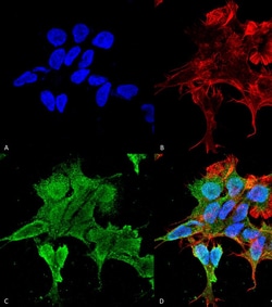 Invitrogen alpha-2c Adrenergic Receptor Monoclonal Antibody (N330A/80),