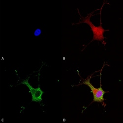 Invitrogen alpha-2c Adrenergic Receptor Monoclonal Antibody (N330A/80),