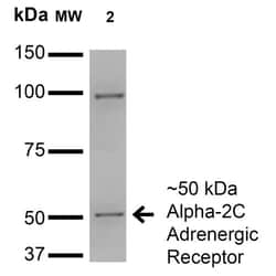 Invitrogen alpha-2c Adrenergic Receptor Monoclonal Antibody (N330A/80),